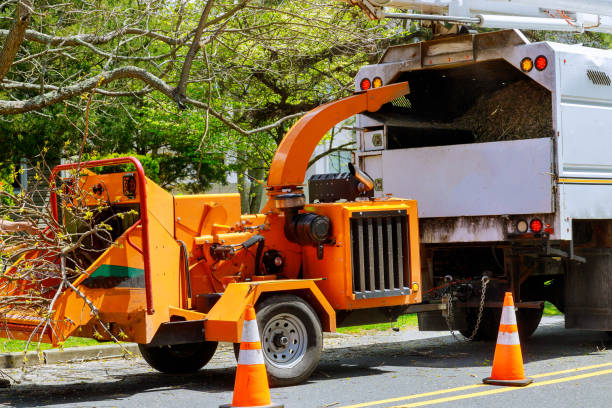 Best Tree Removal Near Me  in USA